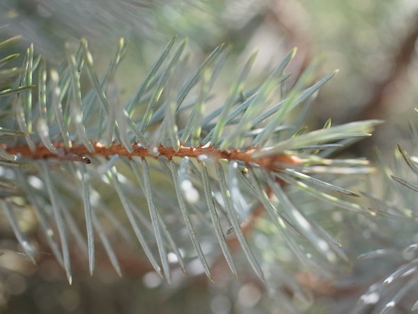 f:id:elmikamino:20101106134526j:image