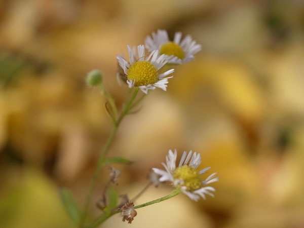 f:id:elmikamino:20101106134533j:image