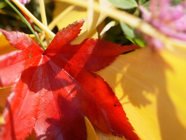 f:id:elmikamino:20101106134534j:image