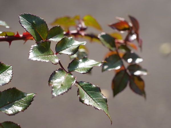 f:id:elmikamino:20101106134535j:image