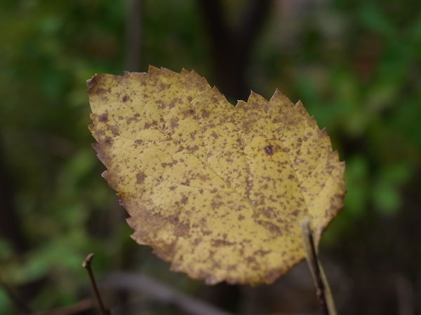 f:id:elmikamino:20101106134536j:image