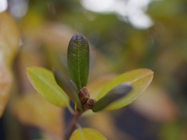 f:id:elmikamino:20101106134537j:image