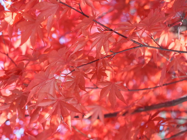 f:id:elmikamino:20101106134538j:image