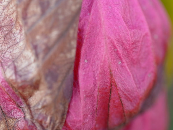 f:id:elmikamino:20101106134541j:image