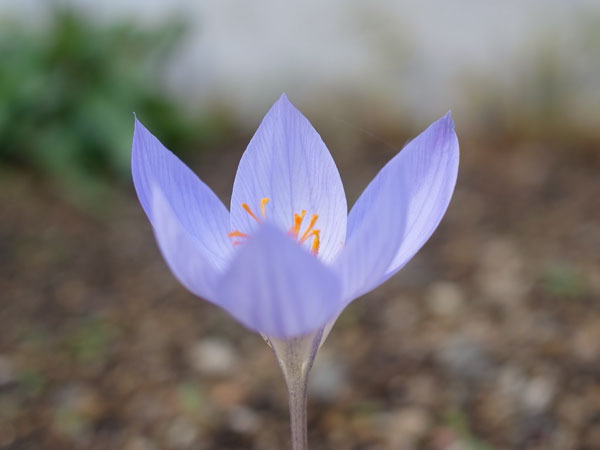 f:id:elmikamino:20101106134542j:image
