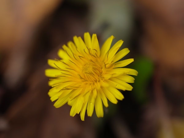 f:id:elmikamino:20101106134543j:image