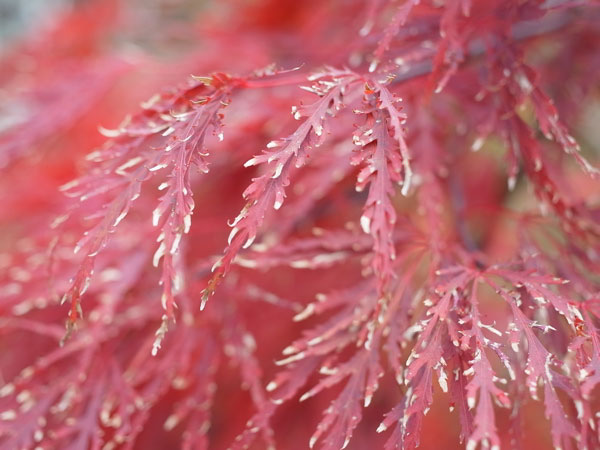 f:id:elmikamino:20101106134544j:image