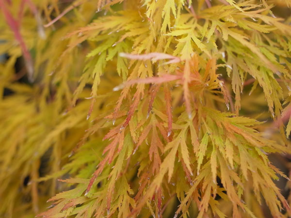 f:id:elmikamino:20101106134545j:image