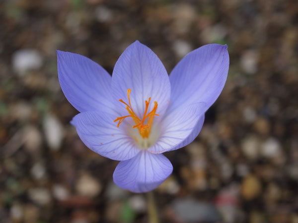 f:id:elmikamino:20101106134546j:image
