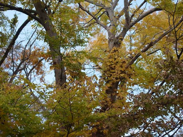 f:id:elmikamino:20101106134549j:image