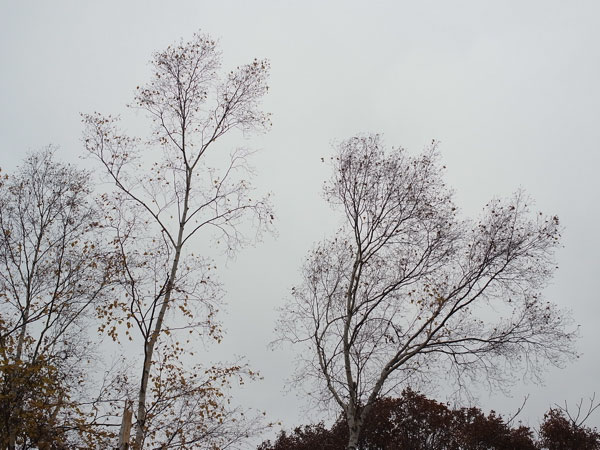 f:id:elmikamino:20101108225045j:image