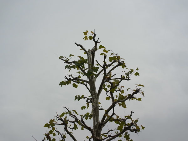 f:id:elmikamino:20101108225046j:image