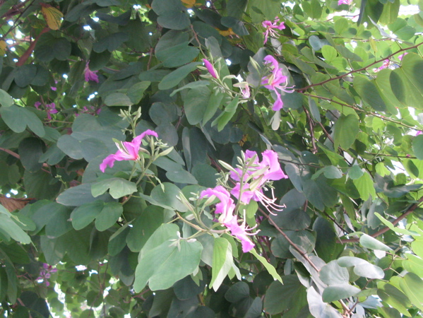 f:id:elmikamino:20101115094610j:image