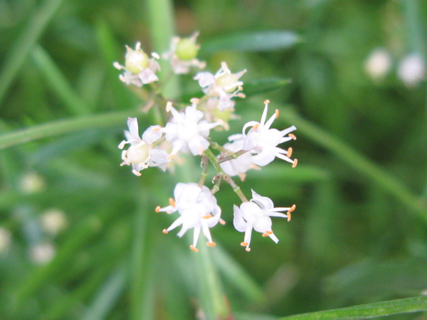 f:id:elmikamino:20101115173901j:image