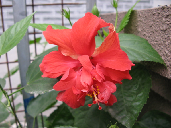 f:id:elmikamino:20101116092917j:image