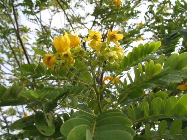 f:id:elmikamino:20101116115614j:image
