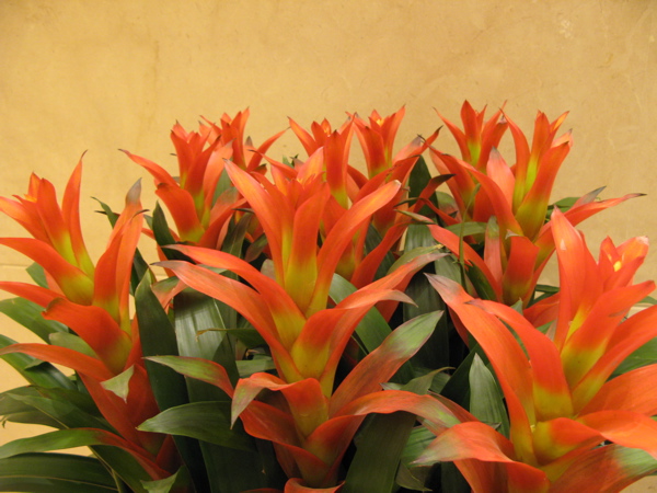 f:id:elmikamino:20101116133542j:image