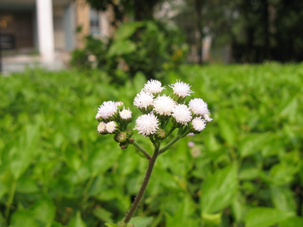 f:id:elmikamino:20101116133757j:image
