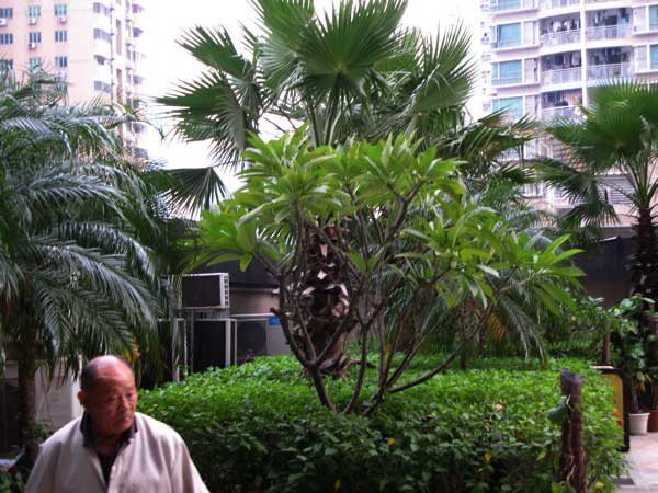 f:id:elmikamino:20101122123513j:image