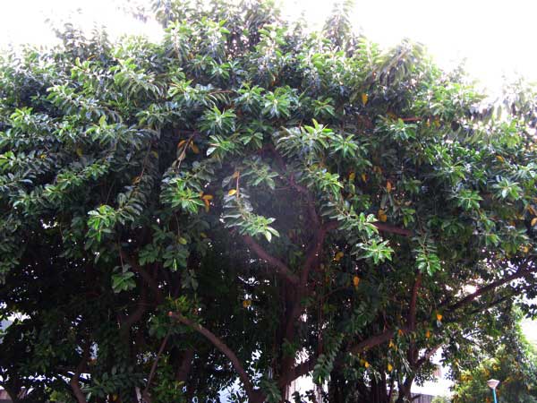 f:id:elmikamino:20101122130749j:image