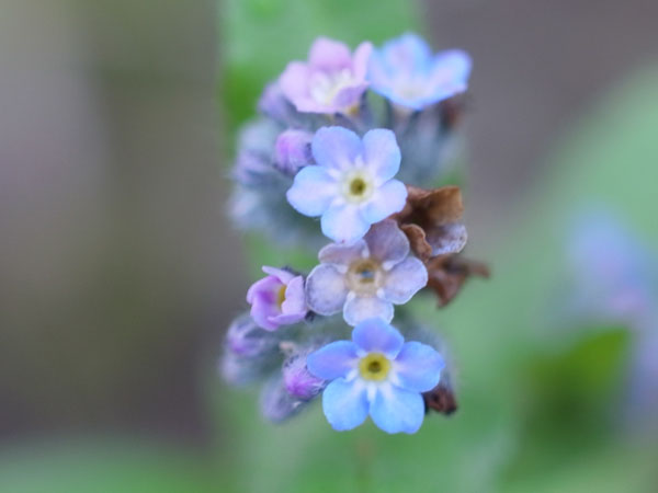 f:id:elmikamino:20101126101153j:image