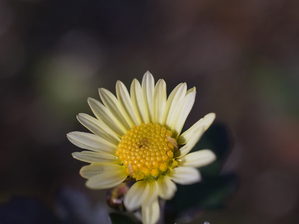 f:id:elmikamino:20101126101243j:image