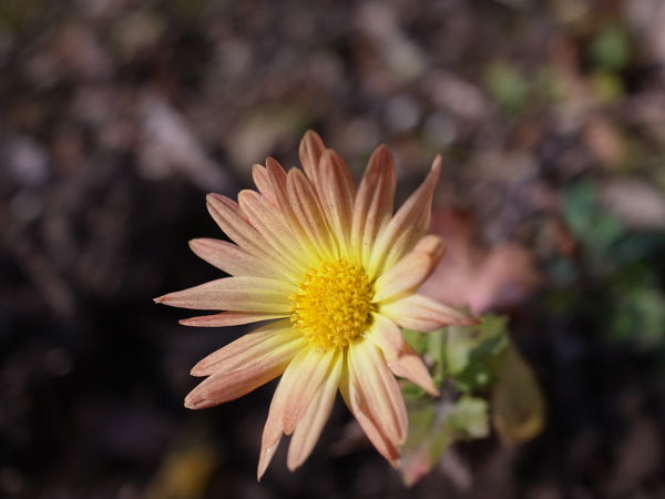 f:id:elmikamino:20101126101354j:image