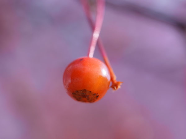 f:id:elmikamino:20101126101554j:image