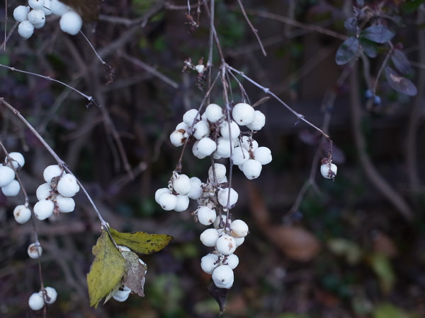 f:id:elmikamino:20101126103056j:image