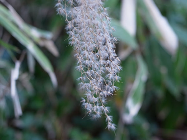 f:id:elmikamino:20101126103653j:image