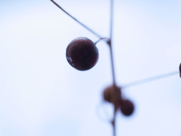 f:id:elmikamino:20101129100945j:image