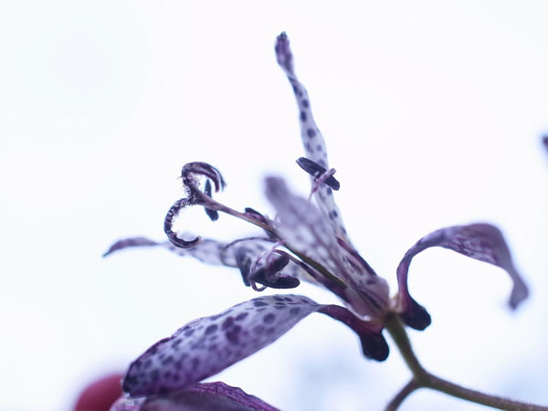 f:id:elmikamino:20101129101036j:image