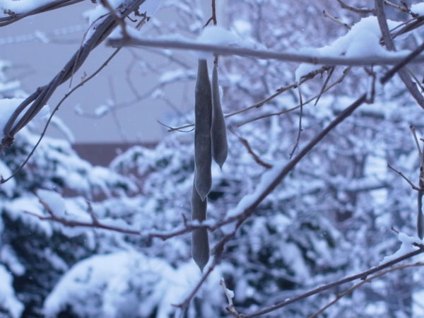 f:id:elmikamino:20101129101146j:image