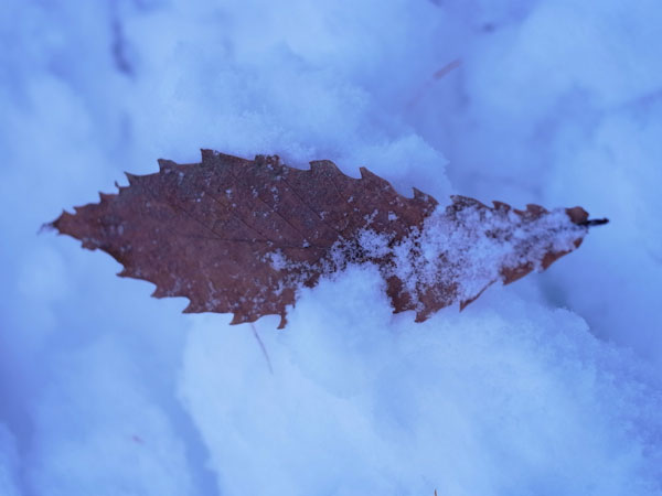 f:id:elmikamino:20101129104323j:image