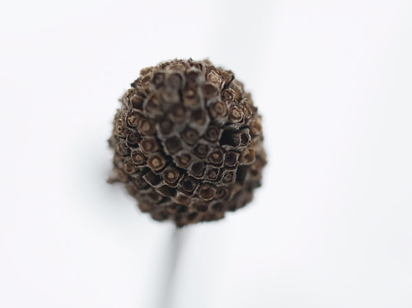 f:id:elmikamino:20101130125859j:image