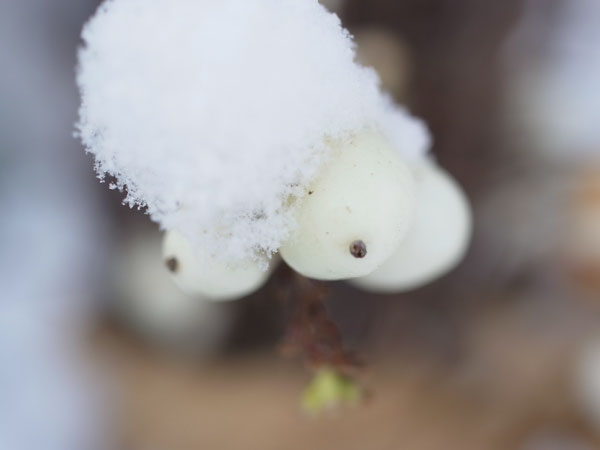 f:id:elmikamino:20101130125900j:image