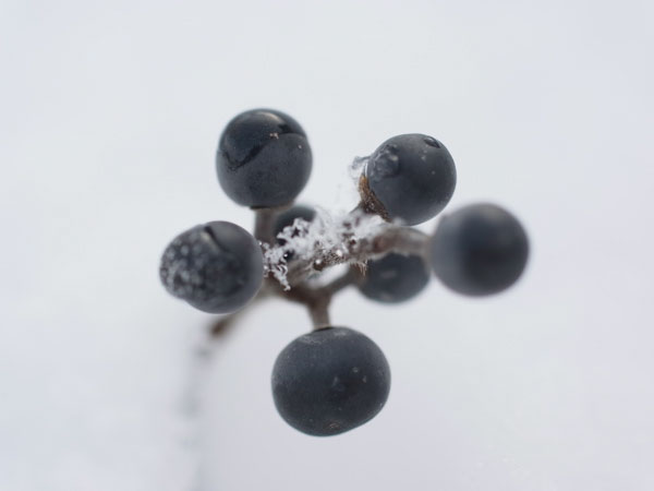 f:id:elmikamino:20101130125903j:image