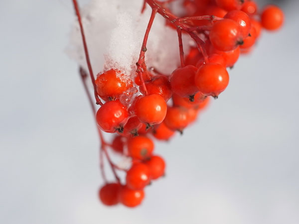 f:id:elmikamino:20101130125904j:image