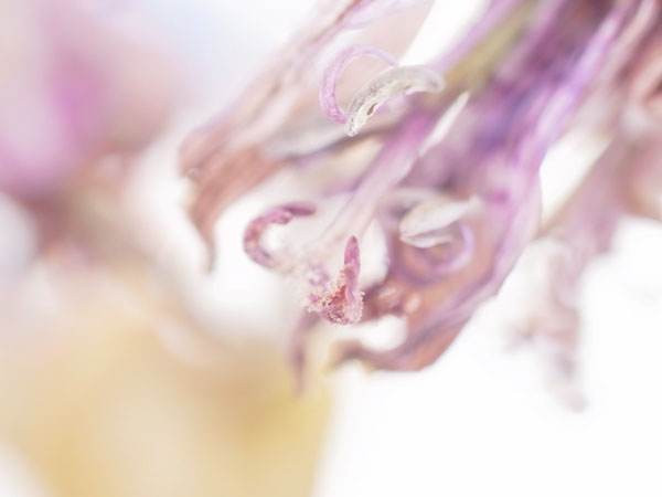 f:id:elmikamino:20101130125909j:image