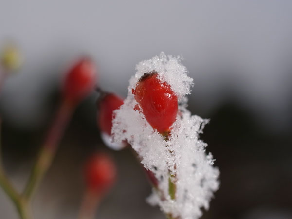 f:id:elmikamino:20101130125915j:image