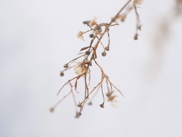 f:id:elmikamino:20101130125917j:image