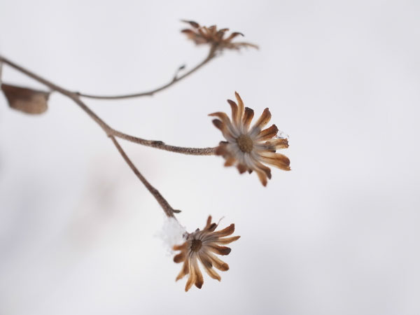 f:id:elmikamino:20101130125918j:image