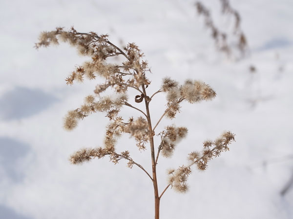 f:id:elmikamino:20101130125919j:image