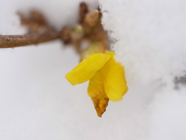 f:id:elmikamino:20101130125921j:image