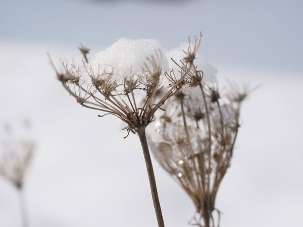 f:id:elmikamino:20101130125922j:image