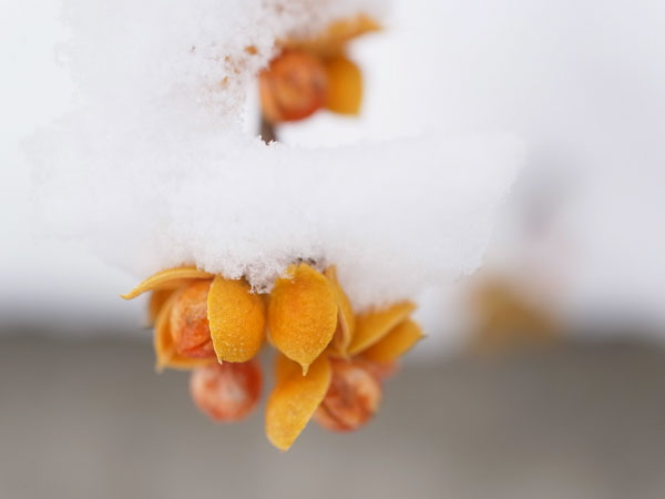 f:id:elmikamino:20101130125925j:image