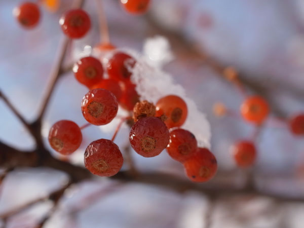 f:id:elmikamino:20101130130718j:image