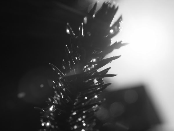 f:id:elmikamino:20101202110142j:image