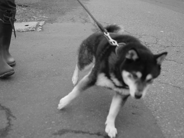f:id:elmikamino:20101205123252j:image