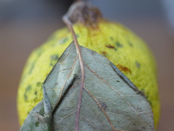 f:id:elmikamino:20101210010649j:image